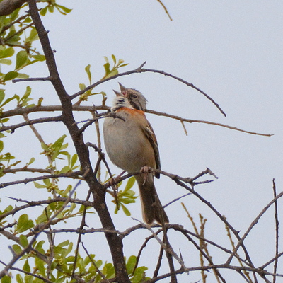 Roufous-Bellied Thrush (2)